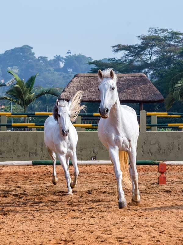 Munyonyo Commonwealth Resort Speke-Resort equestrian-centre